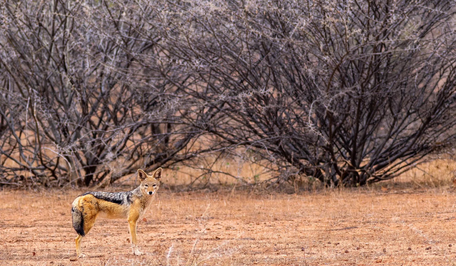 South Africa Highlights