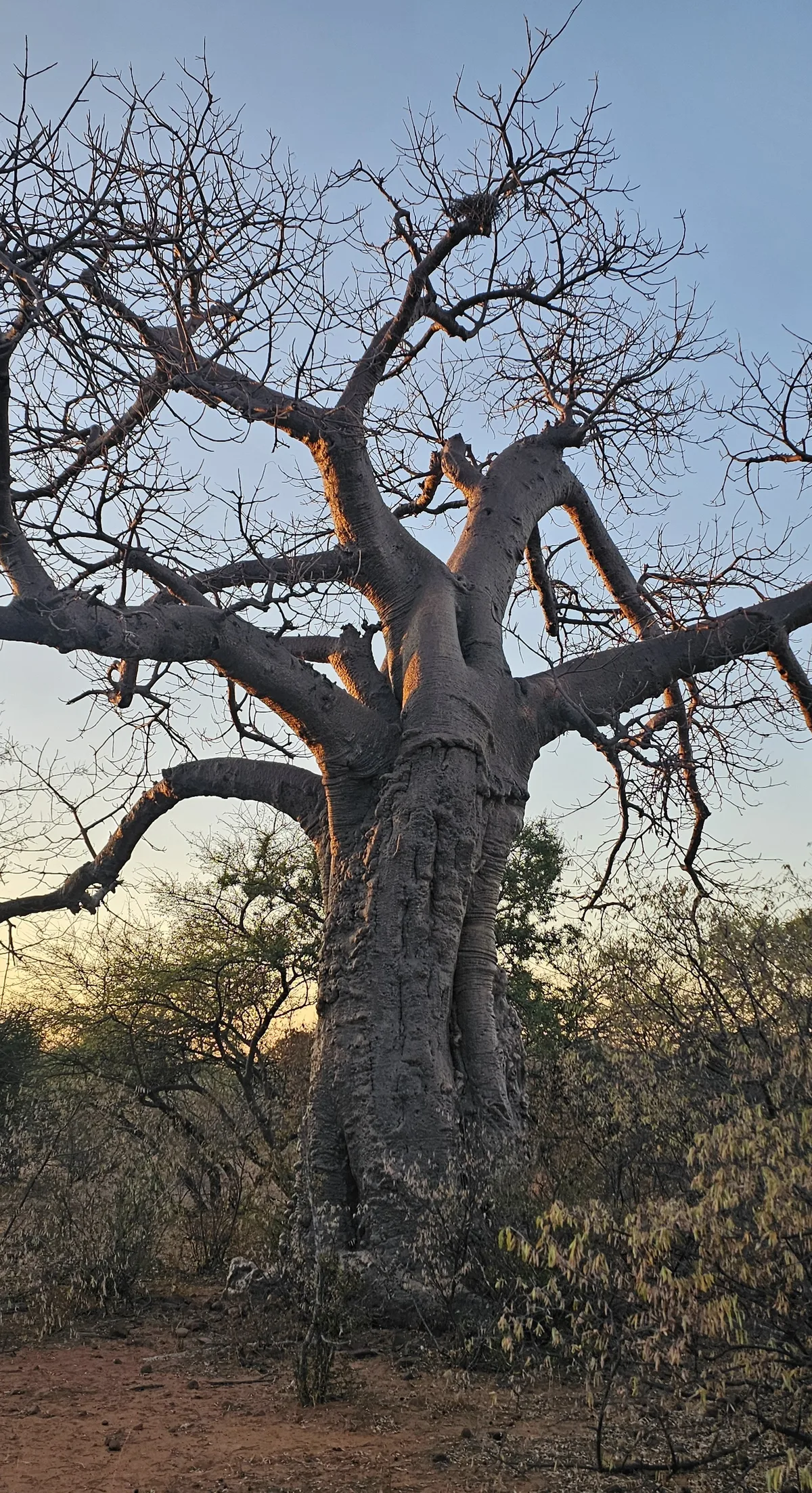 African giant