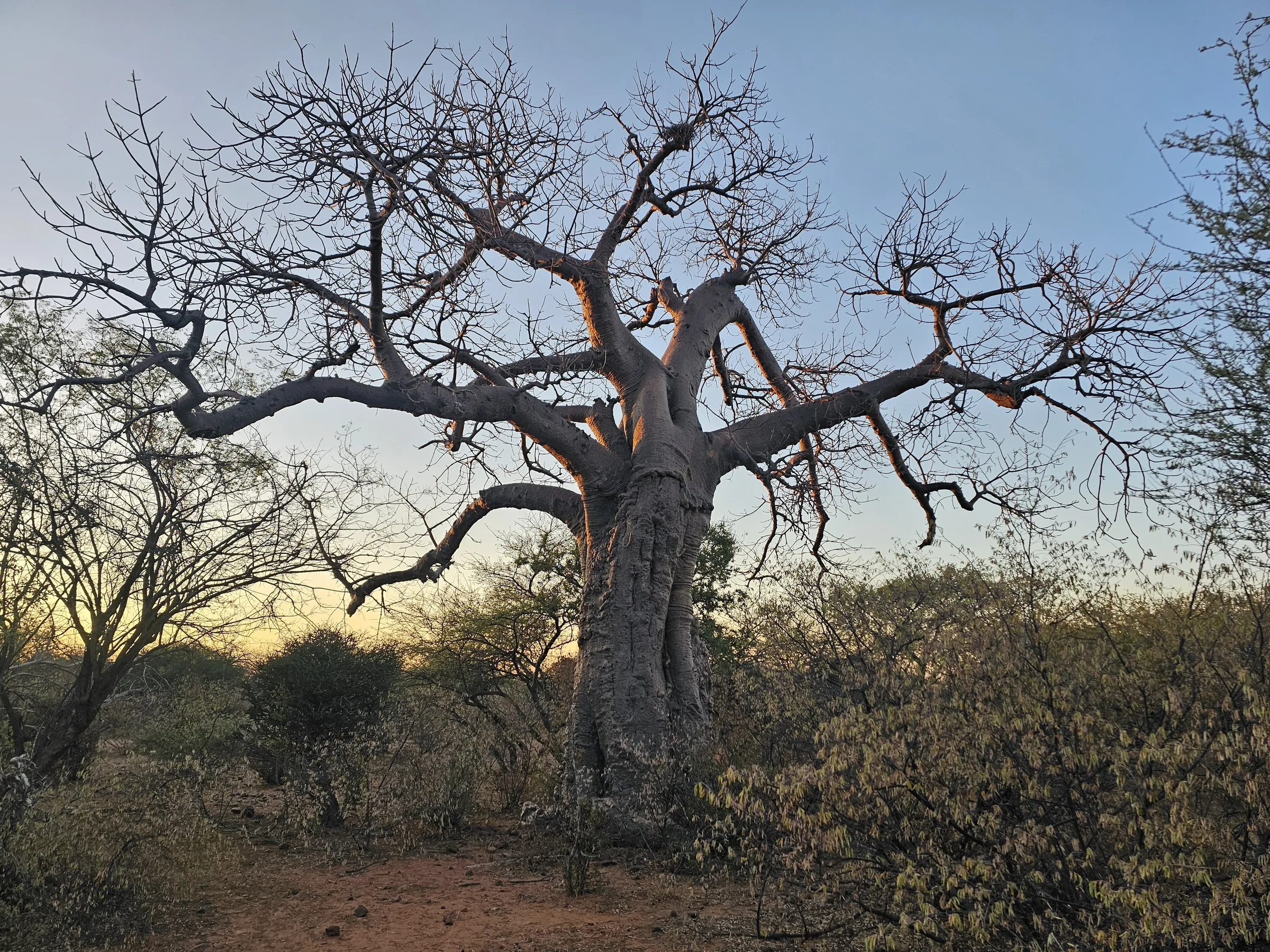 African giant