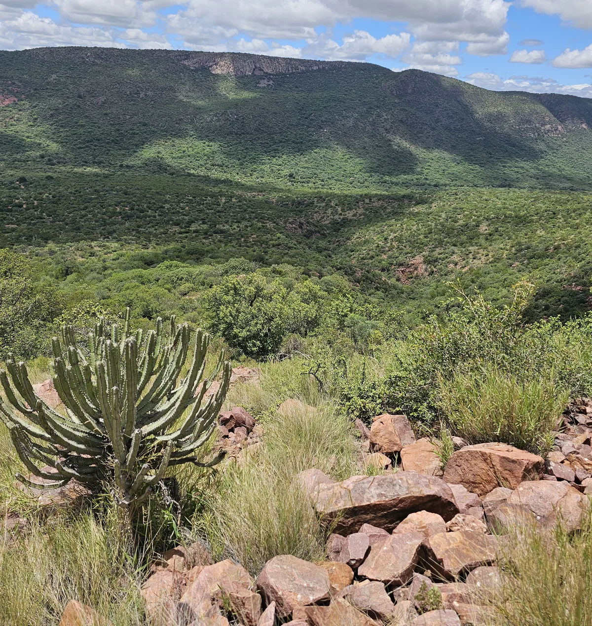 Highland protea overlook