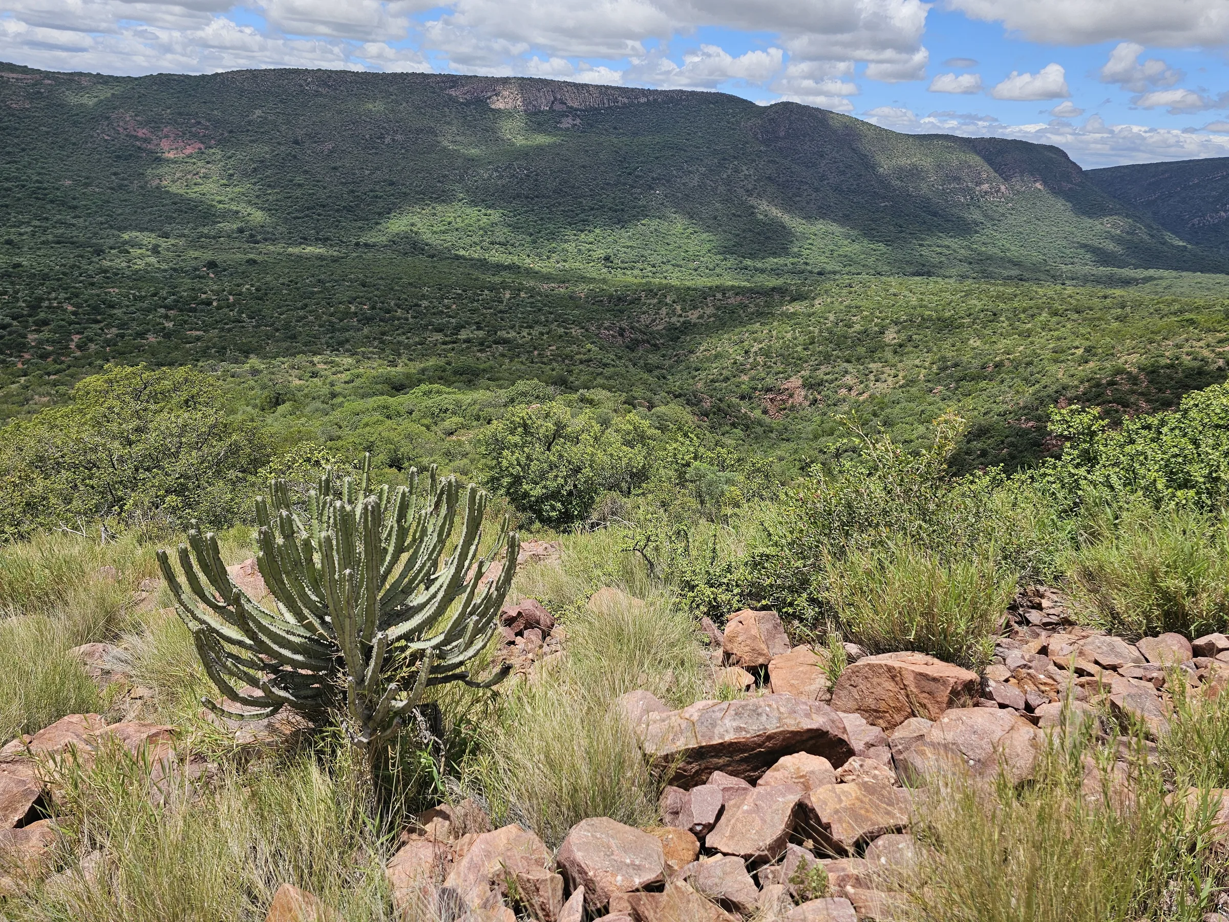 Highland protea overlook