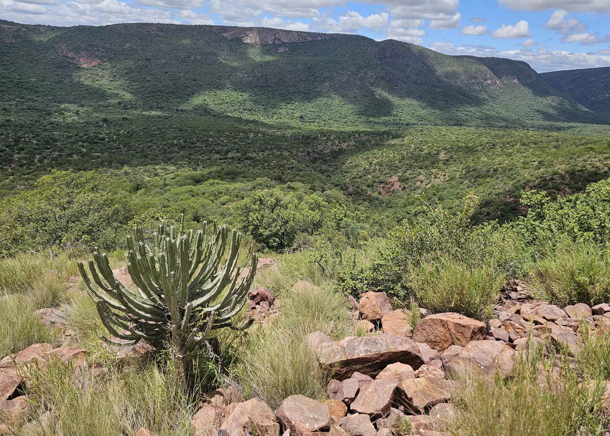 Highland protea overlook