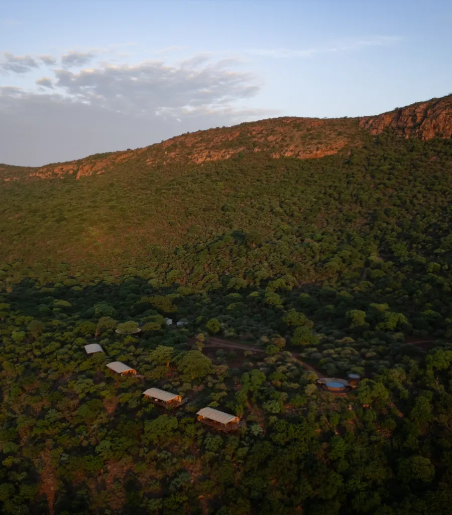 The baobab's ancient trunk feels warm against your back as you lean into it, coffee steam curling in the cool dawn air.
