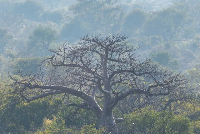 The secrets of the baobabs