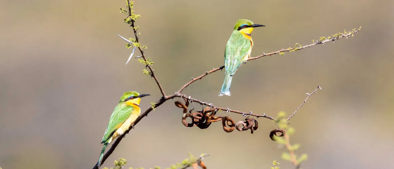 Little bee eaters