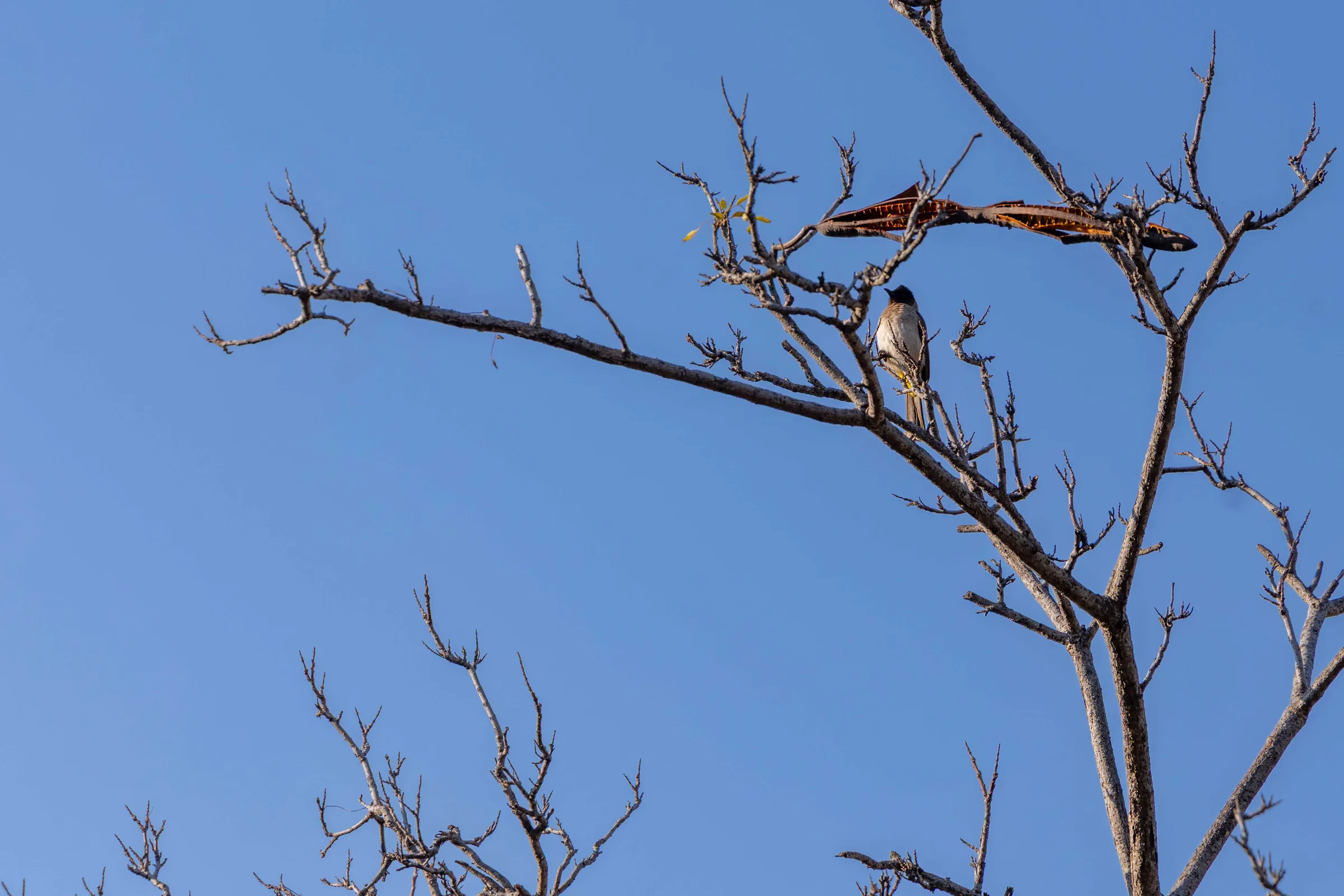 Dark-capped Bulbul