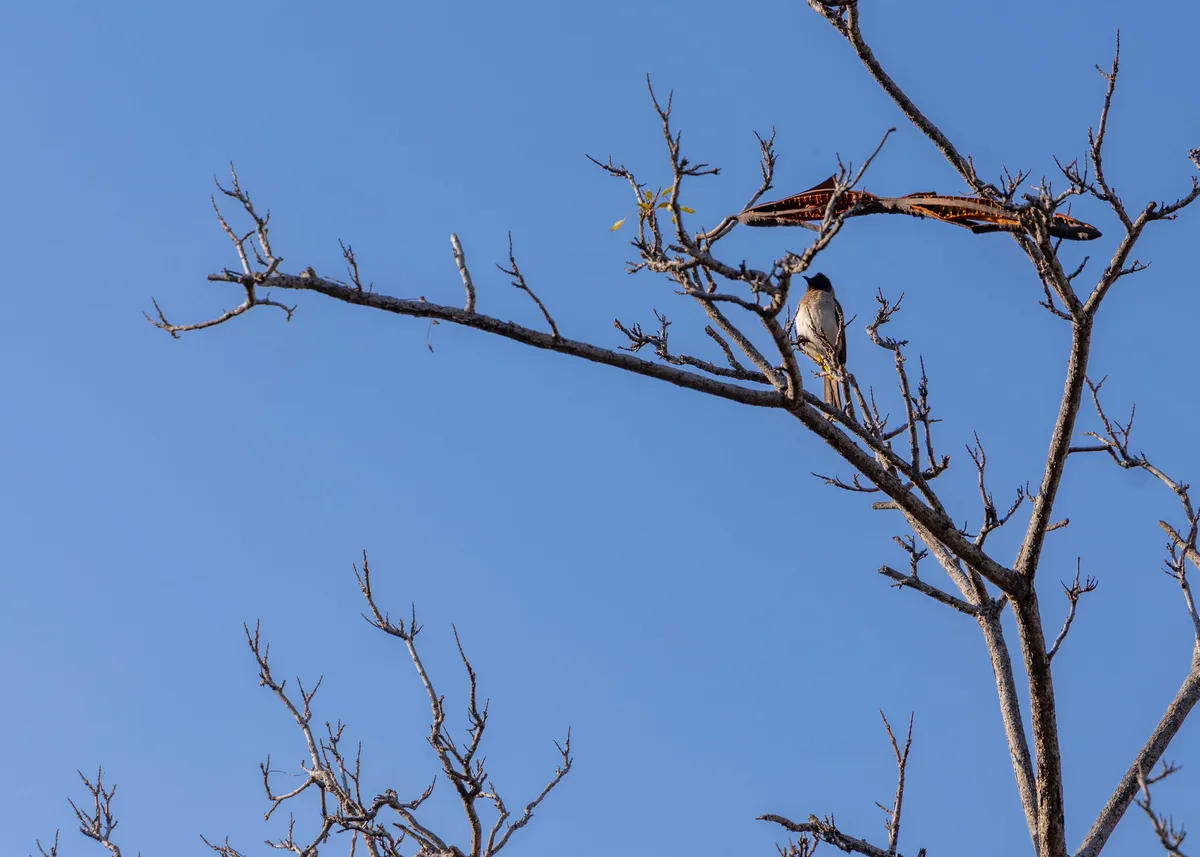 Dark-capped Bulbul