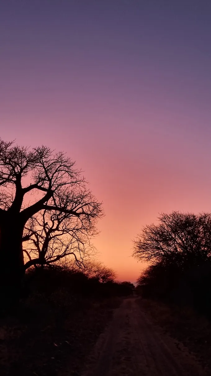 Baobab tree sunrise 20220809