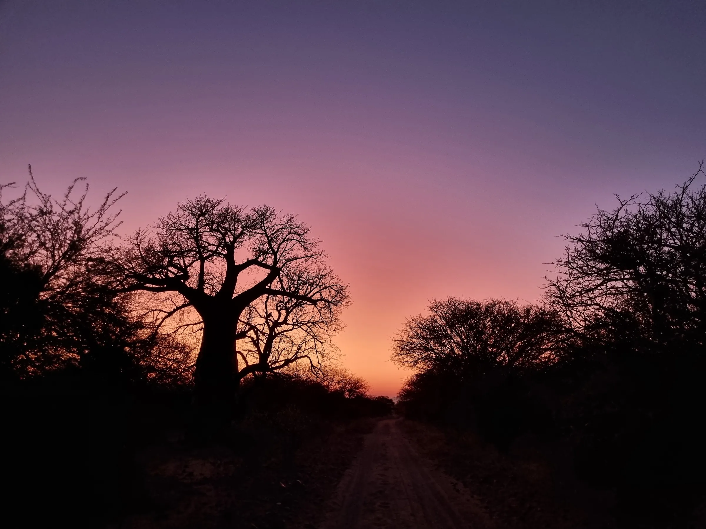 Baobab tree sunrise 20220809