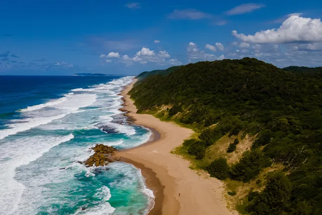 Coastal dune forest