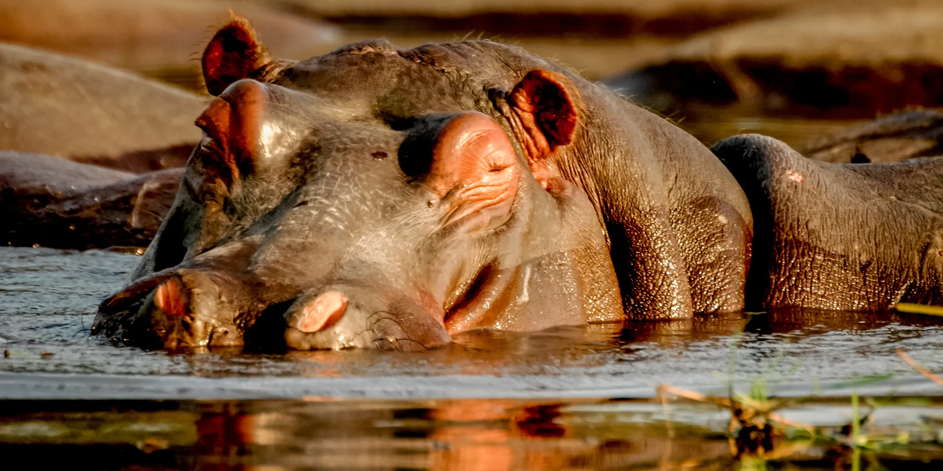 Hippo