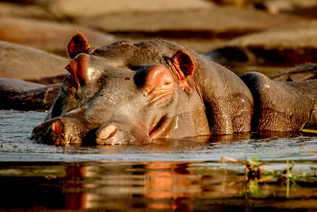 Hippo