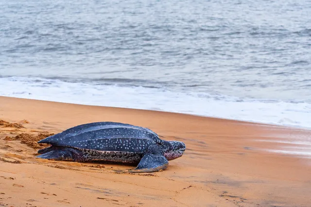 Leatherback turtle