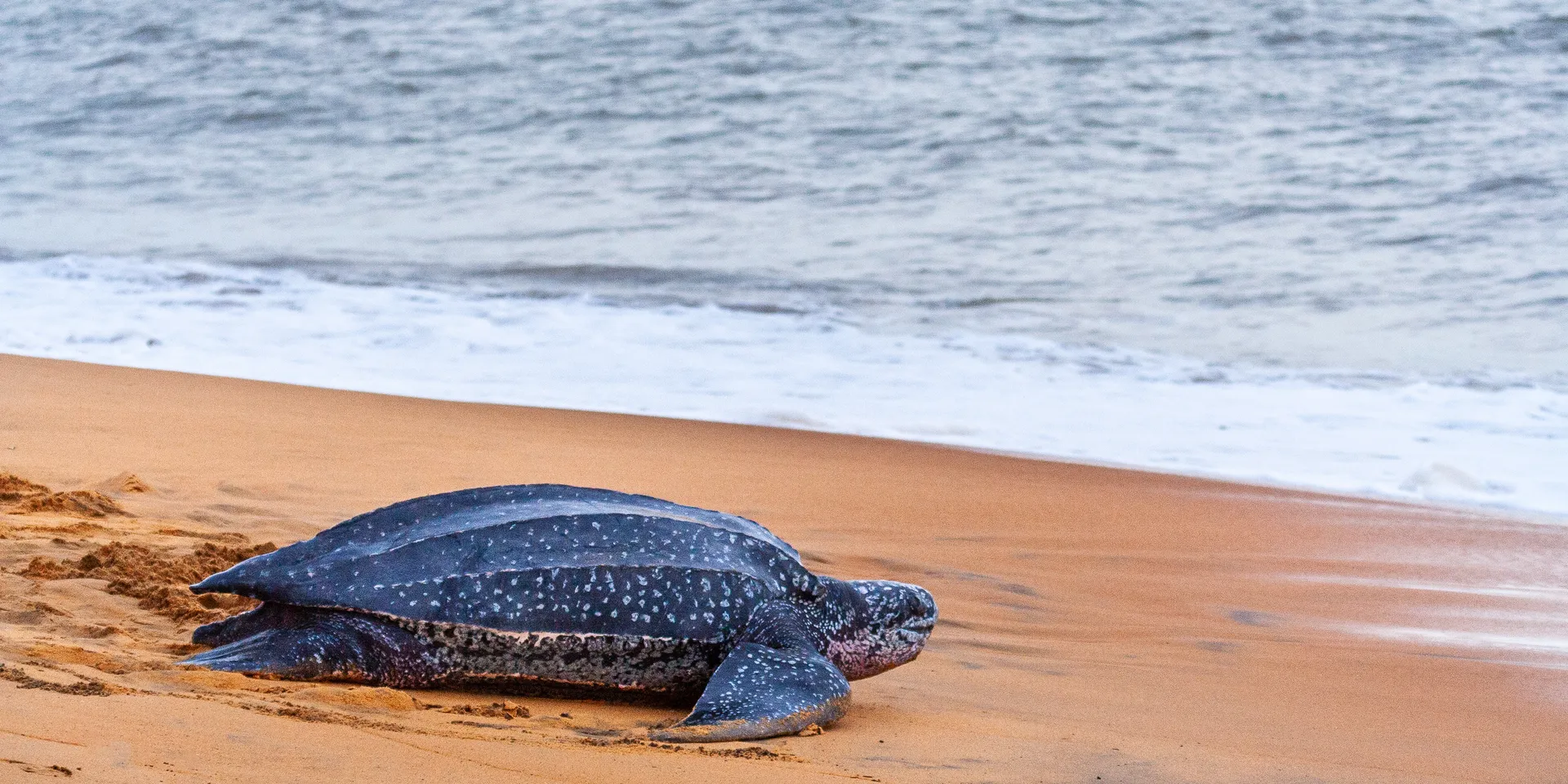 Leatherback turtle