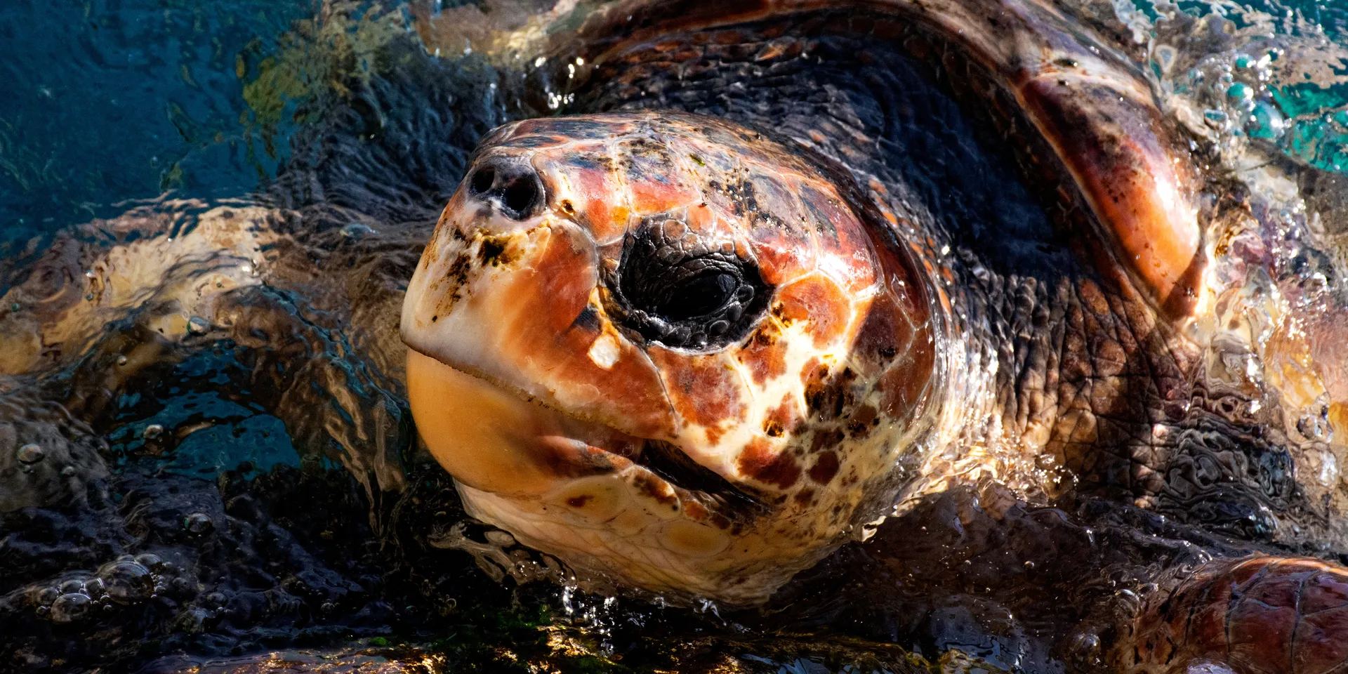 Loggerhead turtle