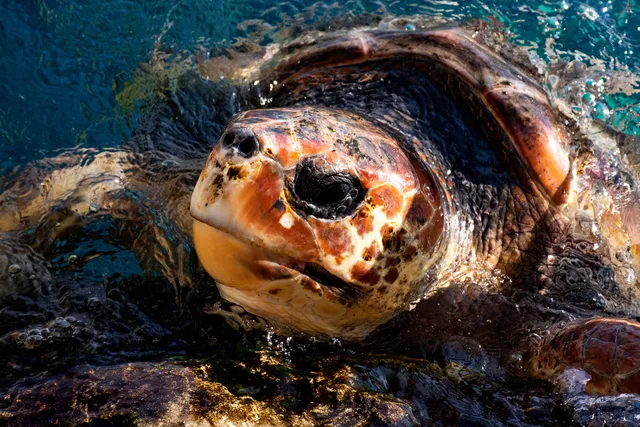 Loggerhead turtle