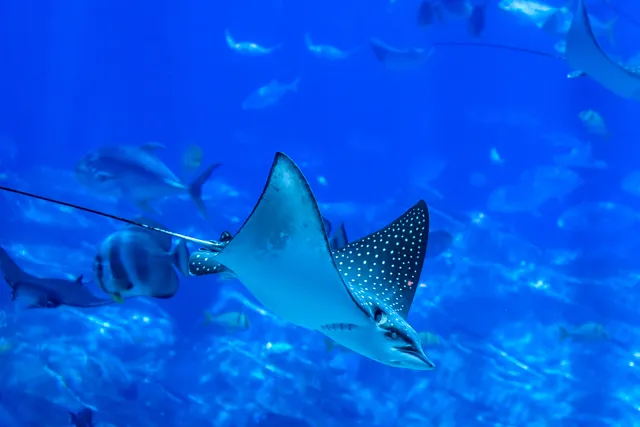 Manta ray