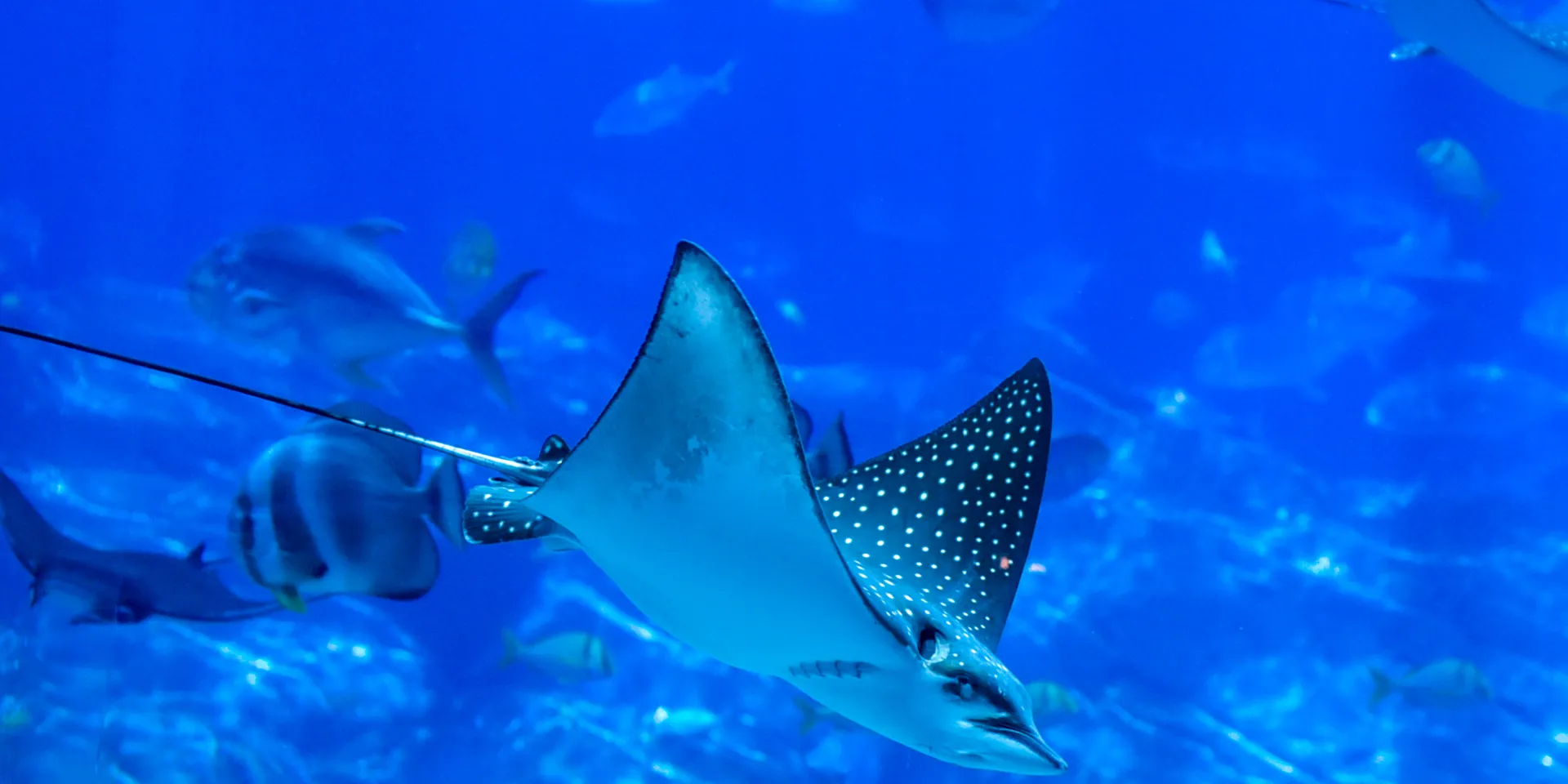 Manta ray