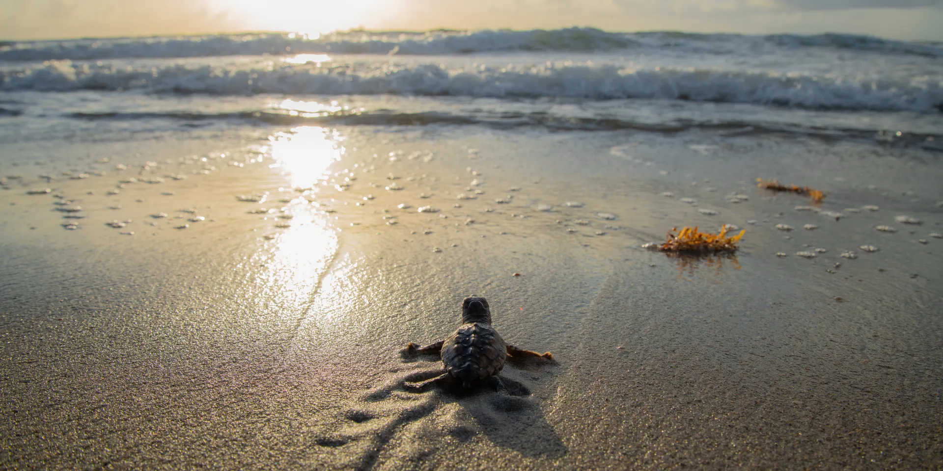 Turtle tours