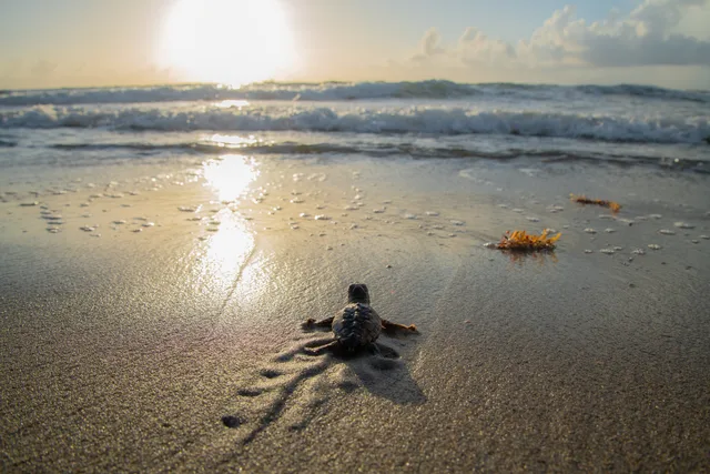 Turtle tours