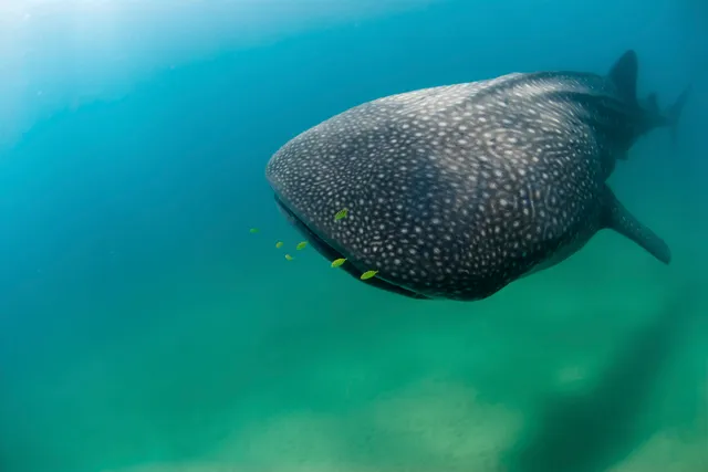 Whale shark
