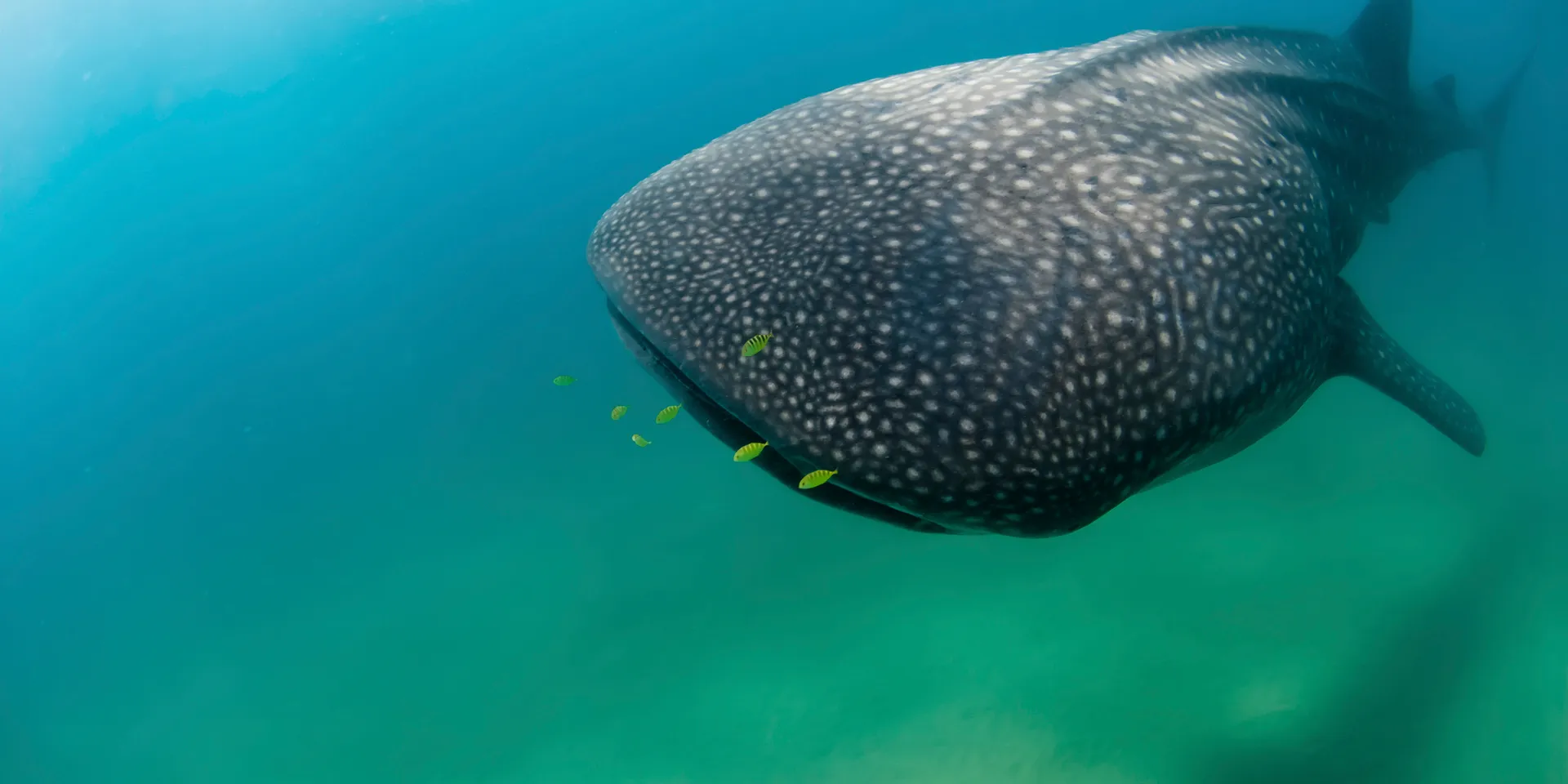 Whale shark