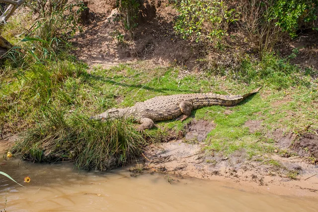 Nile crocodile