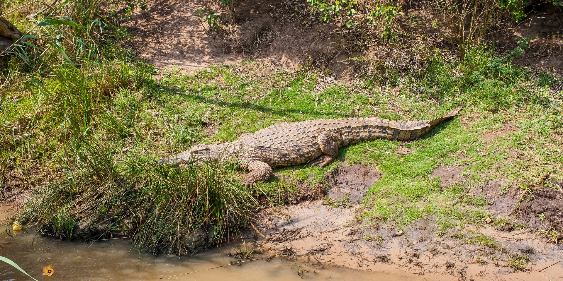 Nile crocodile