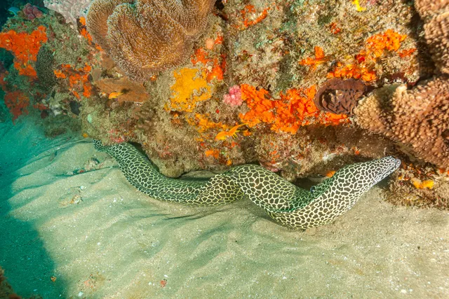 Coral reefs