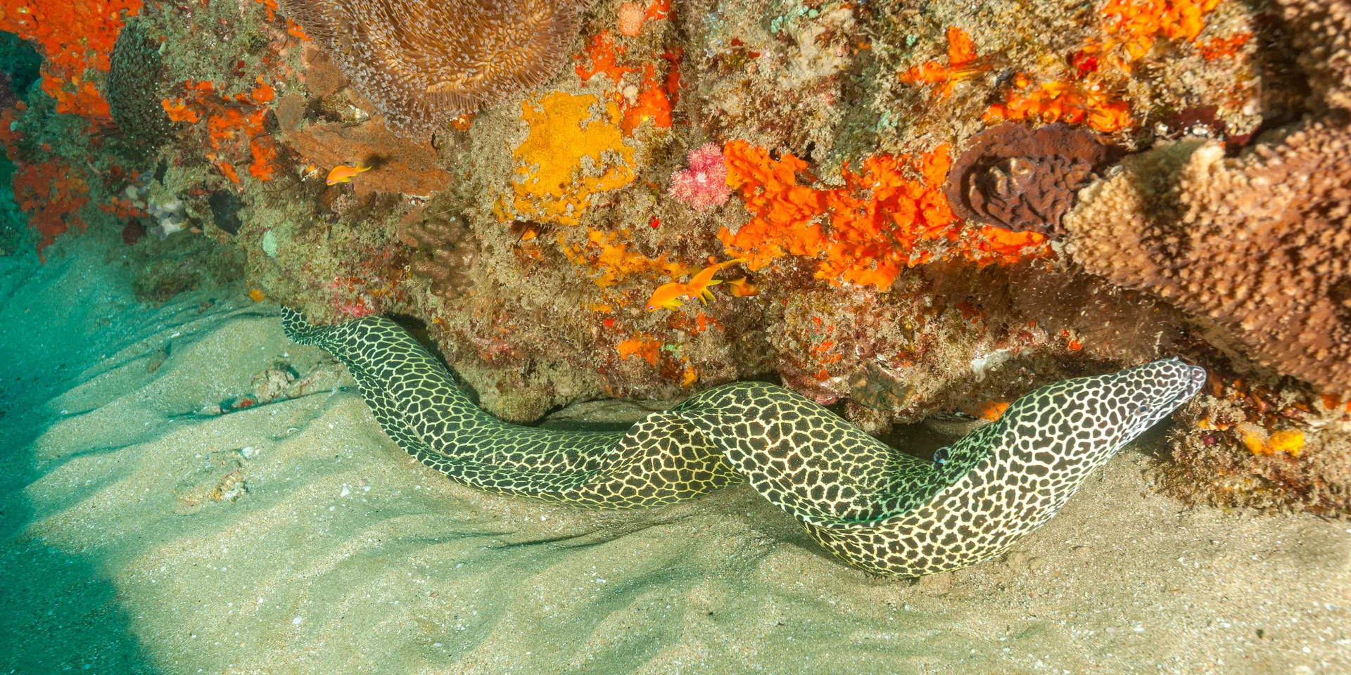 Coral reefs