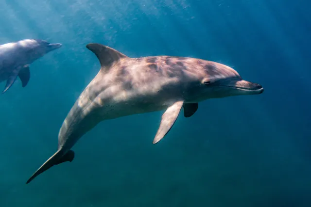 Dolphin