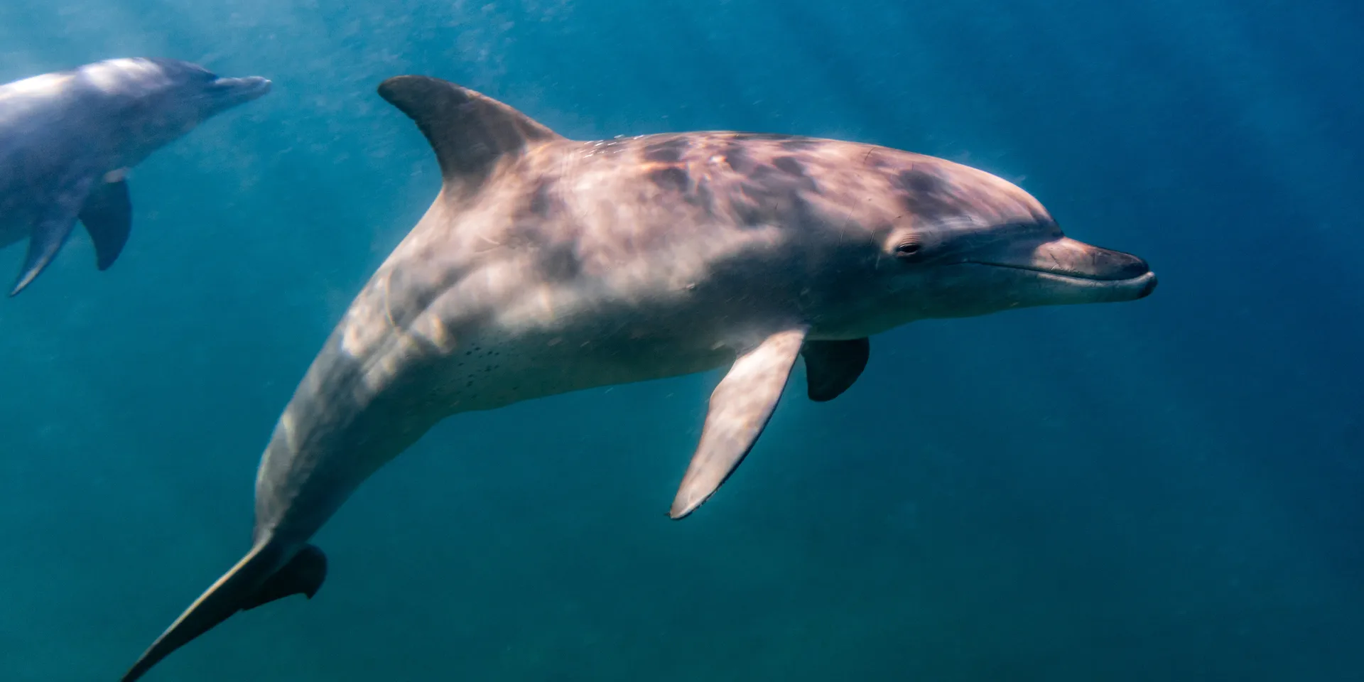 Dolphin
