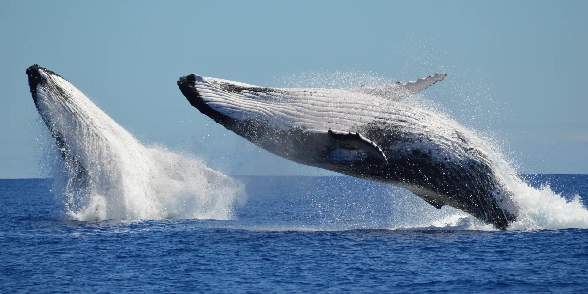 Whale watching