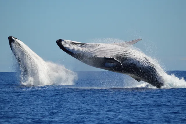 Whale watching