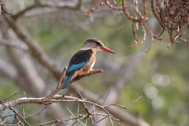 Coastal-forest birds