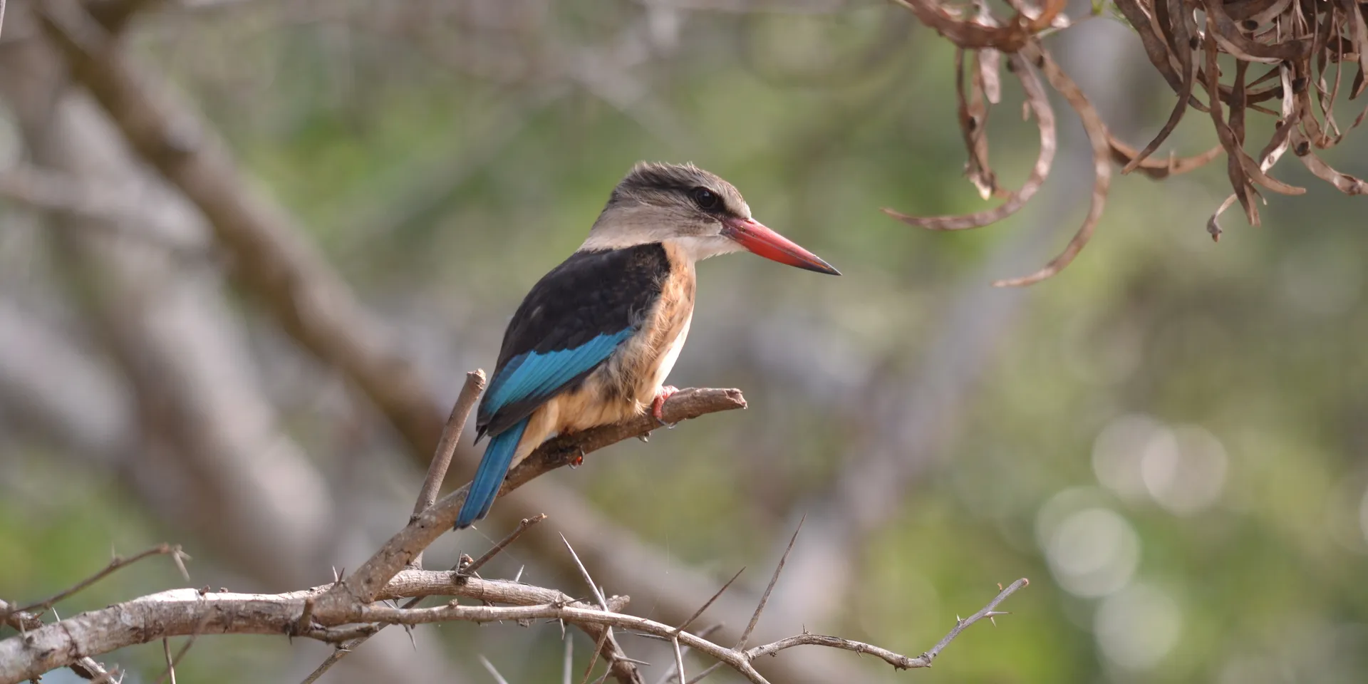 Coastal-forest birds