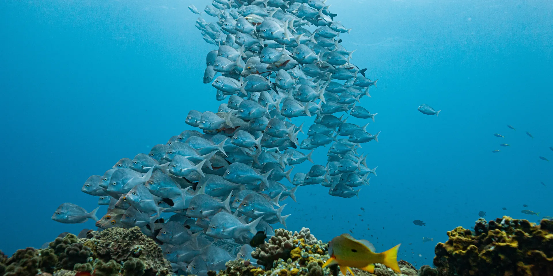 Reef fish