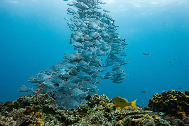 Reef fish