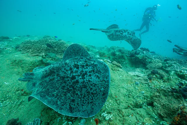 Rays & reef sharks