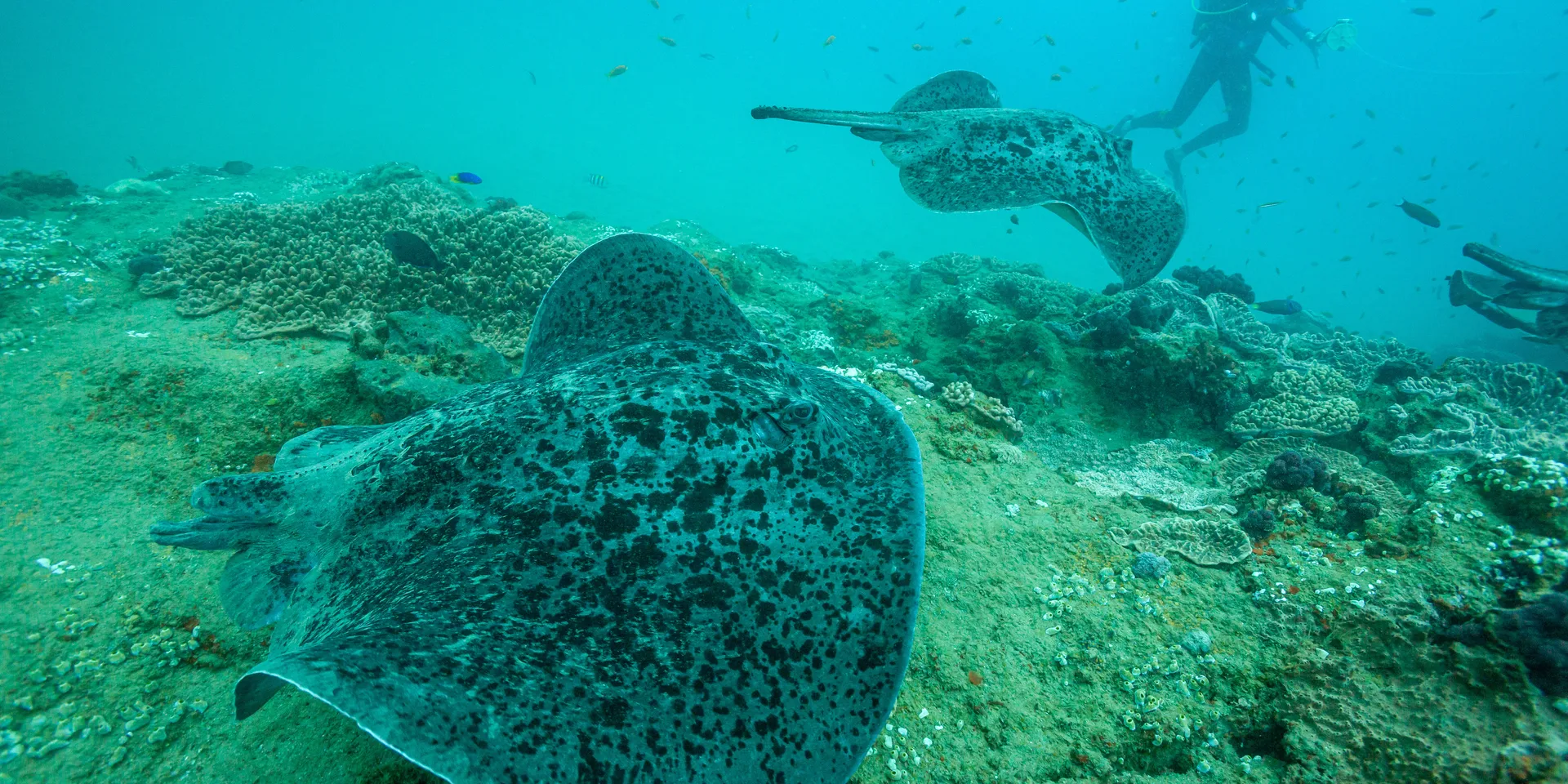 Rays & reef sharks