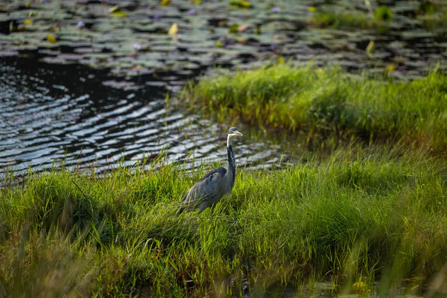 Waterbirds of Lake Sibaya