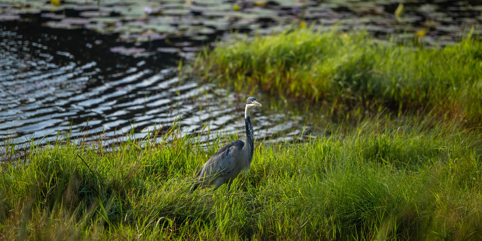 Waterbirds of Lake Sibaya