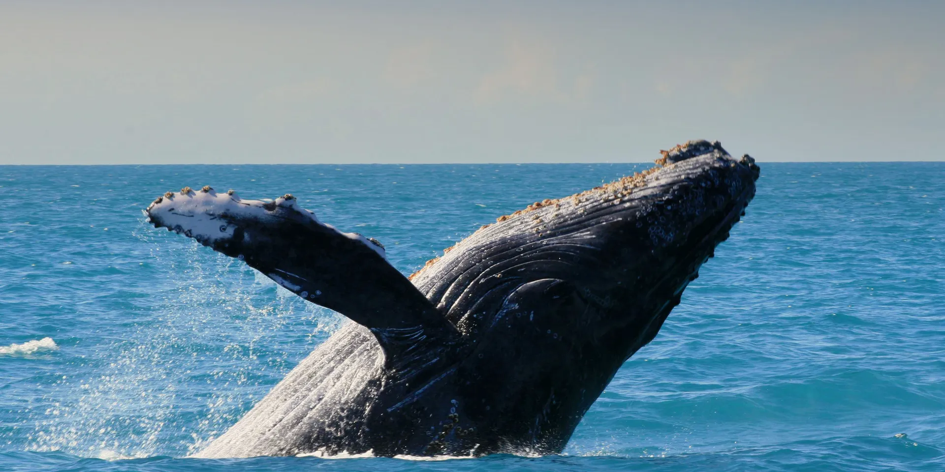 Whale watching