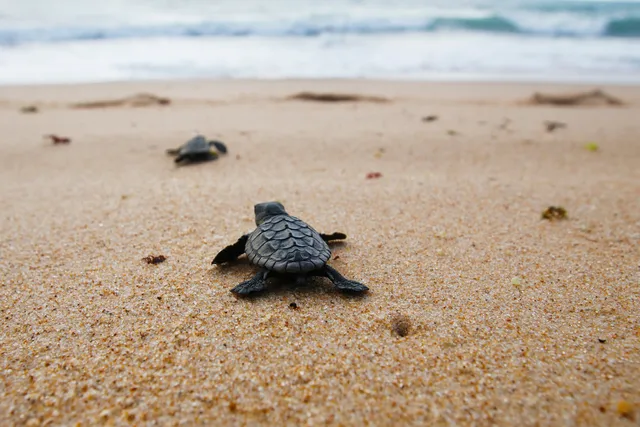 Cute hatchling baby loggerhead sea turtle (caretta caretta) crawling to the sea after leaving the nest at the beach on Bahia coast, Brazil, with footprints on the sand, top view