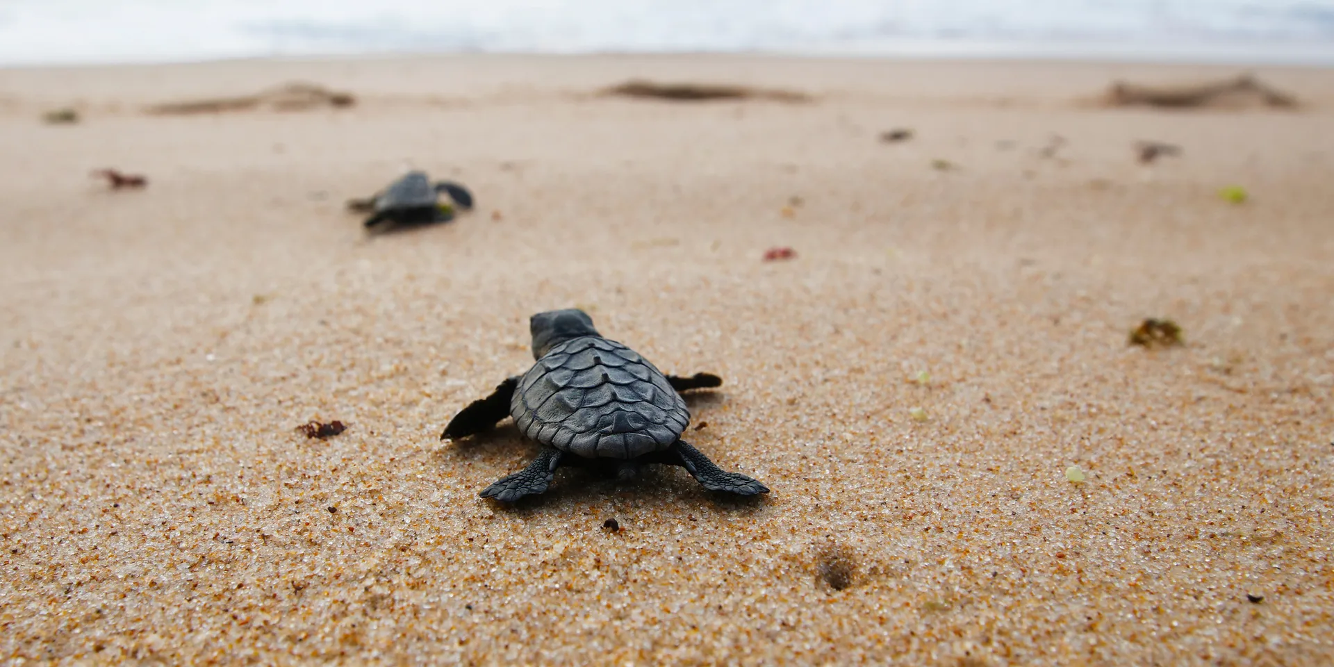 Turtle tours