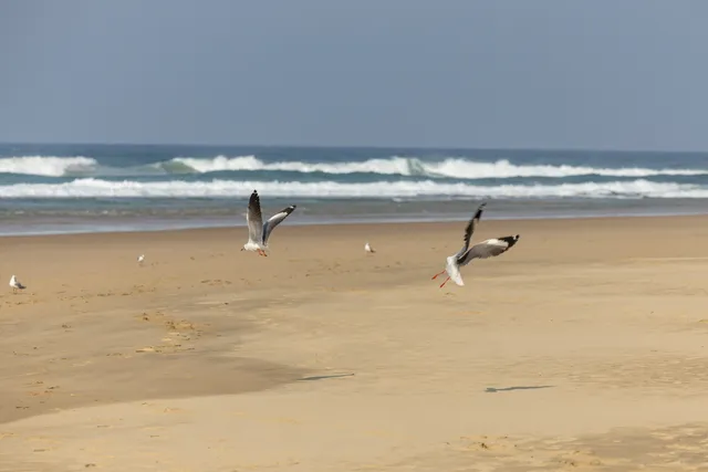 Two grey-headed gulls coming in to land on the wet sand, with lines of surf breaking behind them.