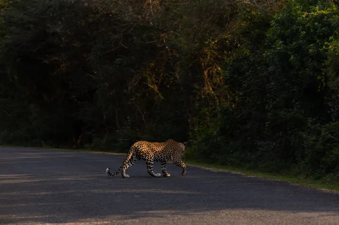 A leopard crossing the tar park road in the early morning, with dense green bush along the verge.