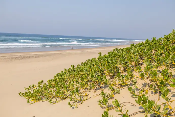 Dune creeper spreading across white sand at the top of the beach, with surf breaking beyond.