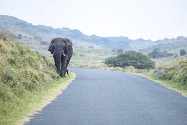An elephant bull walking down the middle of the tar park road, with grassy coastal hills rising on either side.