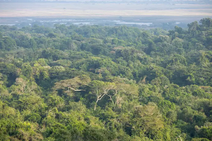 Dune forest canopy stretching from a high vantage point across to the open water and pans of Lake St Lucia.